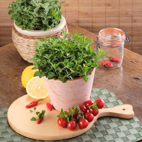Küchenkräuterpflanze Oregano Kreta, im ca. 12 cm-Topf