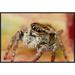 East Urban Home 'Jumping Spider Portrait, Reunion' Photographic Print, Wood in Brown/Orange | 20 H x 30 W x 1.5 D in | Wayfair EAAC8749 39227027