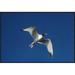 East Urban Home Swallow-Tailed Gull Flying - Wrapped Canvas Photograph Print Canvas, Wood in White | 24 H x 36 W x 1.5 D in | Wayfair