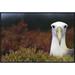 East Urban Home Waved Albatross Portrait, Galapagos Islands, Ecuador - Wrapped Canvas Photograph Print Canvas, in Red/White | Wayfair