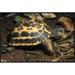 East Urban Home 'Spider Tortoise Critically Endangered Species Native to Madagascar' Photographic Print, in Brown | 20 H x 30 W x 1.5 D in | Wayfair