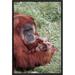 East Urban Home 'Sumatran Orangutan Mother Holding Baby, Native to Sumatra' Photographic Print, Wood in Brown/Green | 18 H x 12 W x 1.5 D in | Wayfair