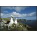 East Urban Home '-Capped Albatross Pair, Southwest Cape, Auckland Island, New Zealand' Photographic Print Canvas, in White | Wayfair