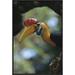 East Urban Home 'Sulawesi Red-Knobbed Hornbill Male Delivering Figs to Female, Sulawesi, Indonesia' Photographic Print, | Wayfair EAAC8796 39227199