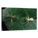 East Urban Home 'Jumping Spider Colorful Male & Pale Female Courting, Sri Lanka' Photographic Print Canvas, in Green | Wayfair URBP0574 41067857