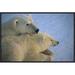 East Urban Home 'Polar Bear & Cub at Dawn, Churchill, Manitoba, Canada' Photographic Print, Wood in White | 16 H x 24 W x 1.5 D in | Wayfair