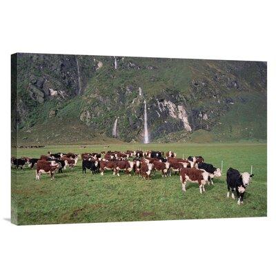 East Urban Home 'Hereford Cattle Herd, Matukituki Valley, New Zealand' Photographic Print Canvas, in Brown/Green | 20 H x 30 W x 1.5 D in | Wayfair