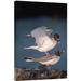 East Urban Home Swallow-Tailed Gull Pair Mating at Dusk, Galapagos Islands, Ecuador - Wrapped Canvas Photograph Print Canvas, in Blue/Brown | Wayfair