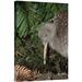 East Urban Home 'Great Spotted Kiwi Male in Rainforest, New Zealand' Photographic Print Canvas, Wood in Brown/Green | 24 H x 16 W x 1.5 D in | Wayfair