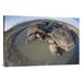 East Urban Home 'Volcan Alcedo Giant Tortoises Wallowing, Alcedo Volcano, Galapagos Islands' Photographic Print Canvas, in White | Wayfair