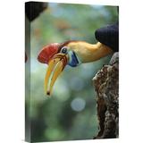 East Urban Home Sulawesi Red-Knobbed Hornbill Male Delivering Figs to Female, Sulawesi, Indonesia - Wrapped Canvas Photograph Print Canvas | Wayfair