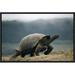 East Urban Home 'Galapagos Giant Tortoise Male, Alcedo Volcano, Galapagos Islands, Ecuador' Photographic Print Canvas, in Gray | Wayfair