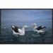 East Urban Home 'Antipodean Albatross Pair, Kaikoura, New Zealand' Photographic Print Canvas, Wood in Blue | 16 H x 24 W x 1.5 D in | Wayfair