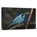 East Urban Home 'Turquoise Jay w/ Insect Prey, Bellavista Cloud Forest Reserve, Ecuador' Photographic Print Canvas, in Blue/Brown/Green | Wayfair