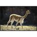 East Urban Home Vicuna Male on Lookout for Rivals, Pampa Galeras Nature Reserve, Peru - Wrapped Canvas Photograph Print Canvas, | Wayfair