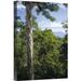 East Urban Home 'Weeping Fig & Host Natu Tree, Sulawesi, Indonesia' Photographic Print Canvas, Wood in Green | 18 H x 12 W x 1.5 D in | Wayfair