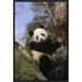 East Urban Home 'Giant Panda in Tree, Wolong Valley, Himalaya, China' Photographic Print, Wood in Black/Gray/Green | 18 H x 12 W x 1.5 D in | Wayfair