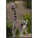 East Urban Home 'Ring-Tailed Lemur Portrait on Rocks in the Andringitra Mountains, Vulnerable, South Central Madagascar' Photographic Print | Wayfair