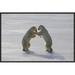 East Urban Home 'Polar Bear Pair Sparring, Churchill, Manitoba, Canada' Photographic Print, Wood in Gray | 16 H x 24 W x 1.5 D in | Wayfair