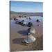 East Urban Home 'Volcan Alcedo Giant Tortoises Wallowing, Alcedo Volcano, Galapagos Islands' Photographic Print Canvas, in White | Wayfair