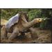 East Urban Home 'Saddleback Galapagos Tortoise Male, Galapagos Islands, Ecuador' - Wrapped Canvas Photograph Print on Canvas Canvas, | Wayfair