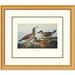 Global Gallery Ruddy Duck by John James Audubon Framed Painting Print Paper | 26 H x 30 W x 1.5 D in | Wayfair DPF-132808-1620-102