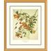 Global Gallery Ruby-Throated Hummingbird by John James Audubon Framed Painting Print Plastic/Metal | 40 H x 34 W x 1.5 D in | Wayfair