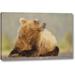 Millwood Pines 'AK, Lake Clark NP, Adult bear sniffing air' by Arthur Morris Giclee Art Print on Wrapped Canvas in Brown | Wayfair