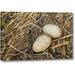 Millwood Pines 'FL, Indian Lake Estates Sandhill crane eggs' by Arthur Morris Giclee Art Print on Wrapped Canvas Canvas | Wayfair