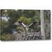 Ebern Designs 'Florida, Blue Cypress Lake Osprey on its nest' by Arthur Morris Giclee Art Print on Wrapped Canvas in Green | Wayfair