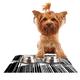 Kess eigene trebam "Çelik" Schwarz Linien Pet Schüssel Tisch-Sets für Hunde und Katzen Futterschüsseln, 18 von 33 cm