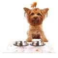 Kess eigene Heidi Jennings Rose Tisch-Sets für Hunde und Katzen Futternapf Pet Bowl Matte, 18 "Blessed von 33 cm