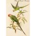 Buyenlarge Plum Headed Parakeet by John Gould - Unframed Graphic Art Print in White | 36 H x 24 W x 1.5 D in | Wayfair 0-587-64819-LC2436