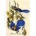 Buyenlarge Florida Jay by John Audubon - Graphic Art Print in Blue/Green | 66 H x 44 W x 1.5 D in | Wayfair 0-587-64759-LC4466