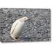 World Menagerie Antarctica, Salisbury Plain White Gentoo Penguin by Don Grall - Photograph Print on Canvas in Gray | 16 H x 24 W x 1.5 D in | Wayfair