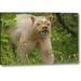Millwood Pines 'Canada, Bc, Princess Royal Is Spirit Bear Mask' Photographic Print on Wrapped Canvas in Brown/Green | 16 H x 24 W x 1.5 D in | Wayfair