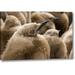 Ebern Designs South Georgia Island Young King Penguin Chicks by Don Paulson - Photograph Print on Canvas in Brown | 21 H x 32 W x 1.5 D in | Wayfair