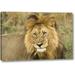 World Menagerie 'Kenya, Masai Mara Close-up of Lion' Photographic Print on Wrapped Canvas Canvas | 10 H x 16 W x 1.5 D in | Wayfair