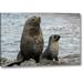 World Menagerie 'South Georgia Island Mother Fur Seal & Pup' Photographic Print on Wrapped Canvas in Gray | 10 H x 16 W x 1.5 D in | Wayfair