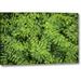 Bay Isle Home™ 'Washington State, San Juan Islands Foliage' Photographic Print on Wrapped Canvas Metal in Green | 21 H x 32 W x 1.5 D in | Wayfair