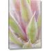 Ebern Designs Mexico, San Miguel De Allende Yucca Plant by Don Paulson - Wrapped Canvas Photograph Print in Green/Pink | Wayfair