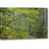 Millwood Pines 'Washington, Mount Rainier Np Ohanapecosh Park' Photographic Print on Wrapped Canvas in Brown/Green | 21 H x 32 W x 1.5 D in | Wayfair