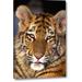 World Menagerie 'CA, Los Angeles Co, Portrait of Bengal Tiger Cub' Photographic Print on Wrapped Canvas Canvas | 16 H x 11 W x 1.5 D in | Wayfair