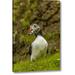 Breakwater Bay 'Scotland, Shetland Island Atlantic Puffin w/ Fish' Photographic Print on Wrapped Canvas in Green/White | Wayfair