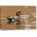 World Menagerie USA, New Mexico American Widgeon Duck in Water by Cathy - Gordon Illg - Photograph Print on Canvas in Brown/Green | Wayfair