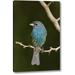 Winston Porter 'TX, South Padre Island Indigo Bunting on Branch' Photographic Print on Wrapped Canvas in Blue/Red | 16 H x 10 W x 1.5 D in | Wayfair