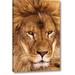 World Menagerie CA, Los Angeles Co, African Lion Male by Dave Welling - Wrapped Canvas Photograph Print in Brown | 32 H x 21 W x 1.5 D in | Wayfair