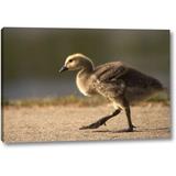 Winston Porter 'California, San Diego, Lakeside Canada Gosling' Photographic Print on Wrapped Canvas Metal in Brown | 21 H x 32 W x 1.5 D in | Wayfair