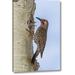 Millwood Pines 'Co, Rocky Mts Red-Shafted Flicker by Nest' Photographic Print on Wrapped Canvas Metal in Brown/Red | 32 H x 21 W x 1.5 D in | Wayfair