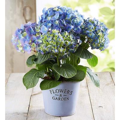 1-800-Flowers Plant Delivery Garden Hydrangea Large Plant